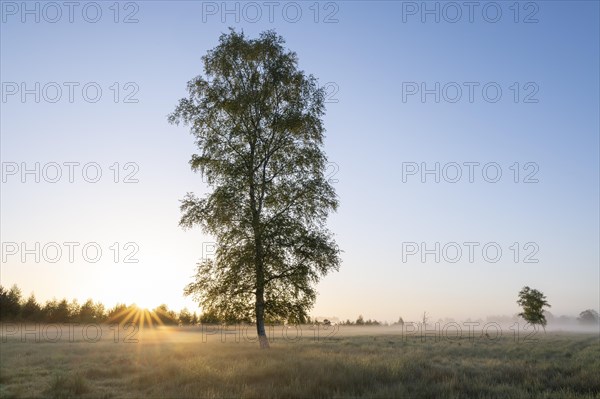 Moor birch