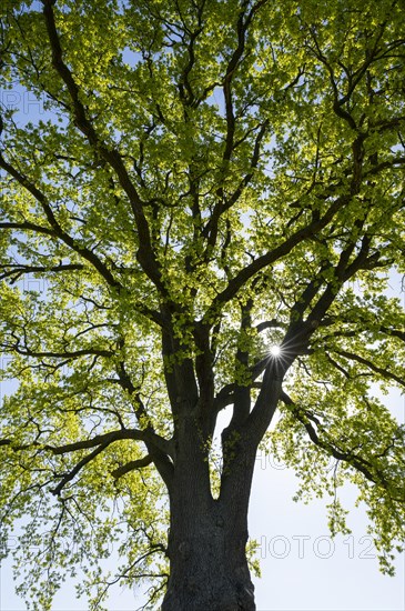 English oak