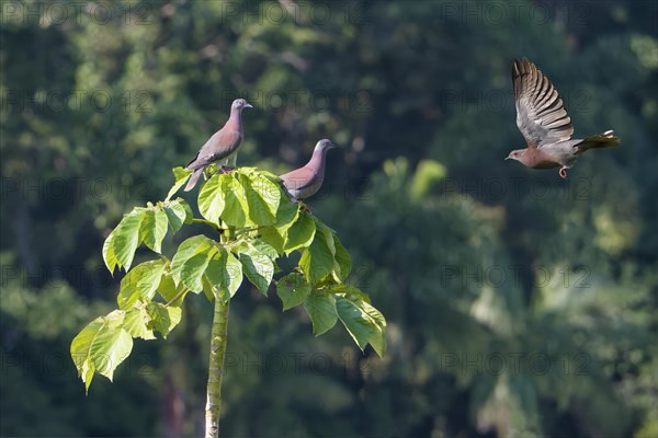 Three Pale-vented