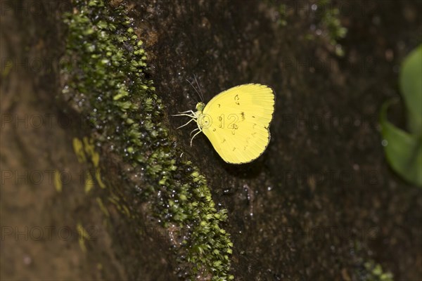 Whitefly