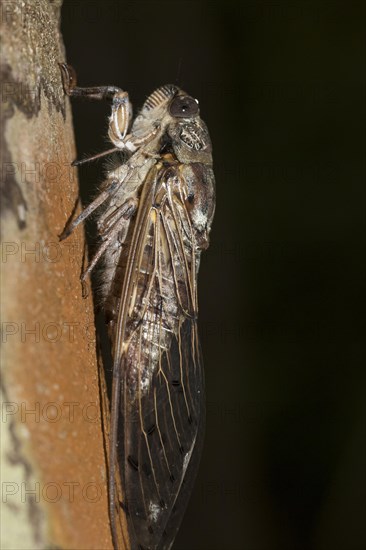 Cicada