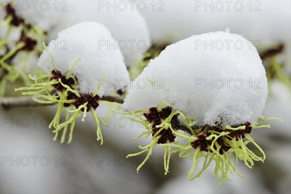 Witch-hazel