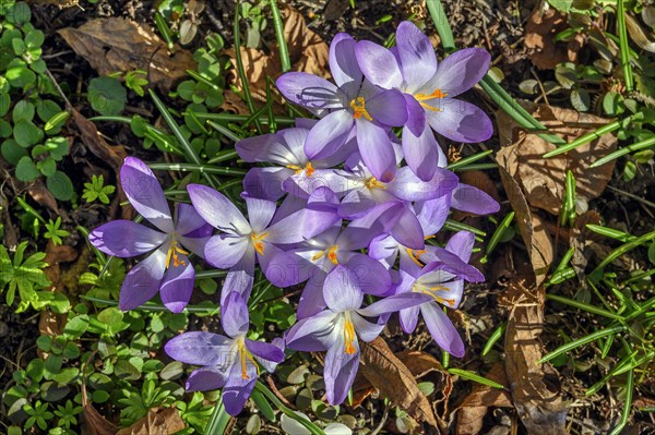 Woodland crocus