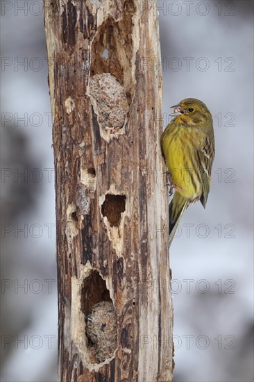 Yellowhammer