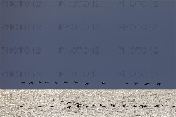 Brant goose