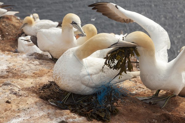 Nothern Gannet with fishing line around its neckake