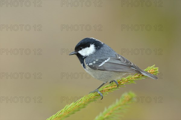 Coal Tit