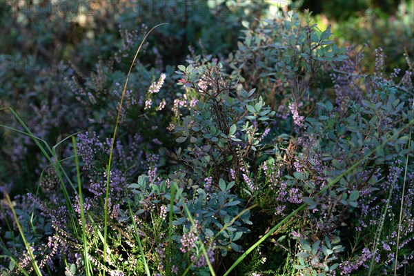 Bog bilberry