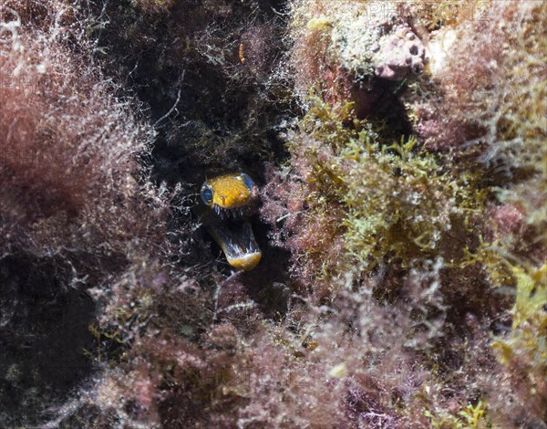 Fangtooth moray