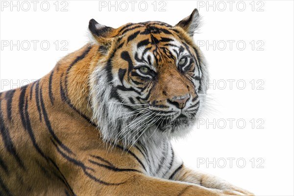 Sumatran tiger