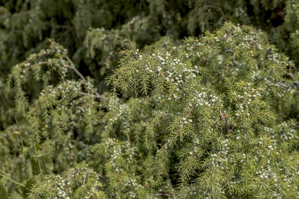 Common juniper