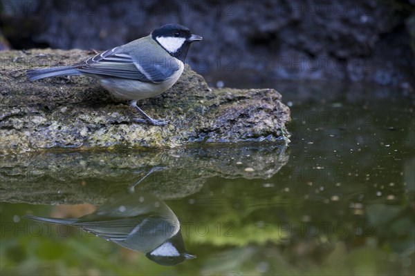 Great Tit