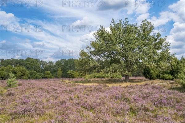 Buurserzand Nature Reserve