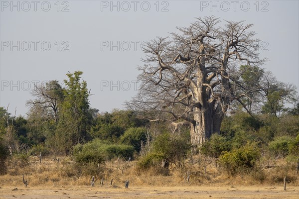 Baobab tree