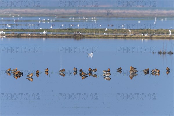 Black-tailed Godwit