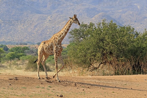 Southern giraffe