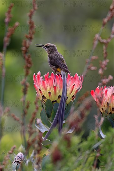 Cape sugarbird