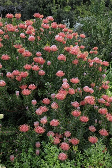 Pincushion Protea