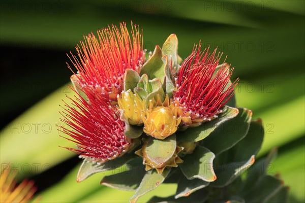 Pincushion Protea