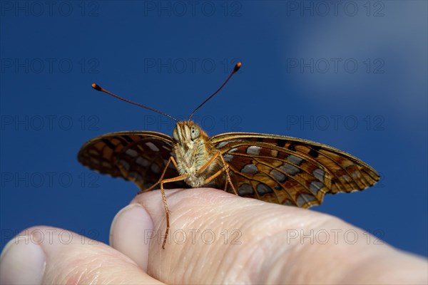 Fiery pearl butterfly Butterfly with open wings sitting on finger looking from front against blue sky