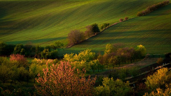 A wonderful morning in the Moravian fields in autumn. Beautiful colours. Czech republic