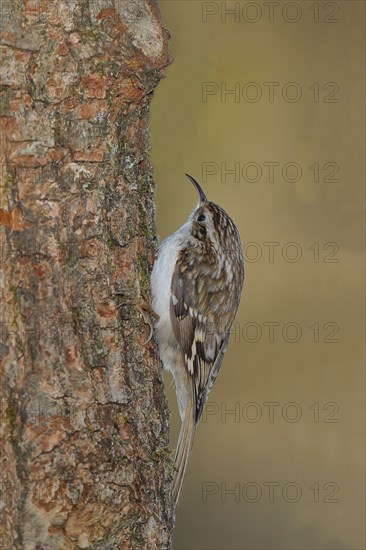 Eurasian treecreeper