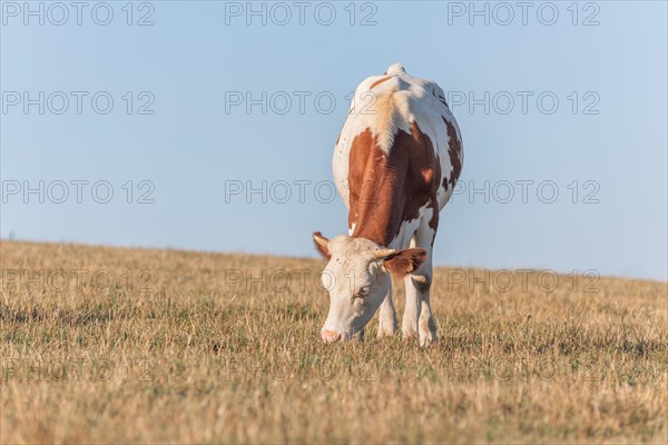 Montbeliarde cow in a pasture. Doubs