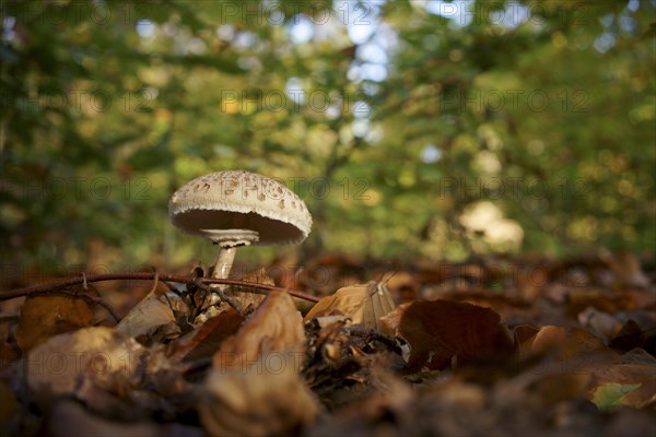 A young parasol mushroom