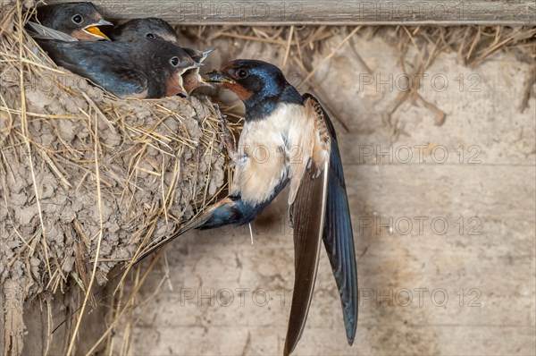 Barn swallow