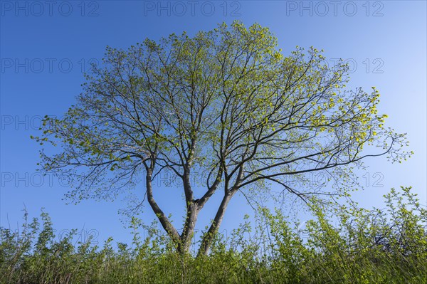 Linden tree