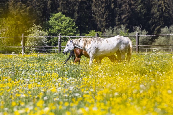 Horse paddock