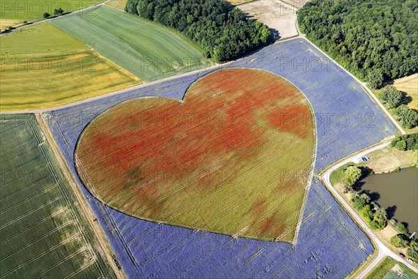 Flowering heart of cornflowers