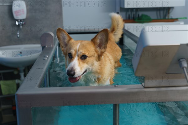 Dog rehabilitation on a water treadmill. animal health