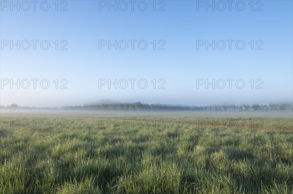 Wet meadow