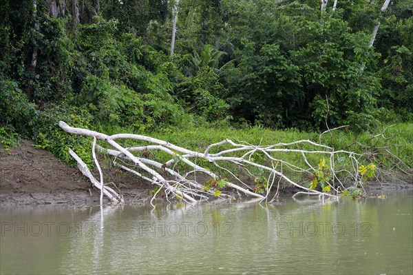 Amazon Tropical rain Forest along the Rio Colorado