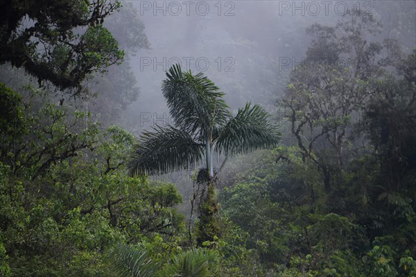 Fog in Tropical Cloud Forest