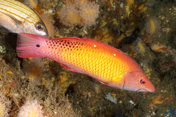 Diana pig wrasse