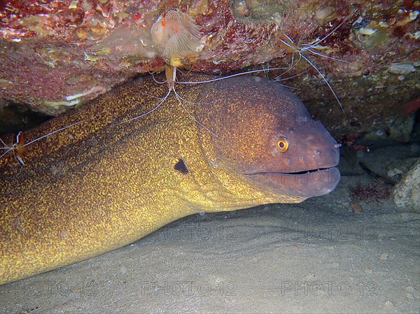 Yellow-edged moray