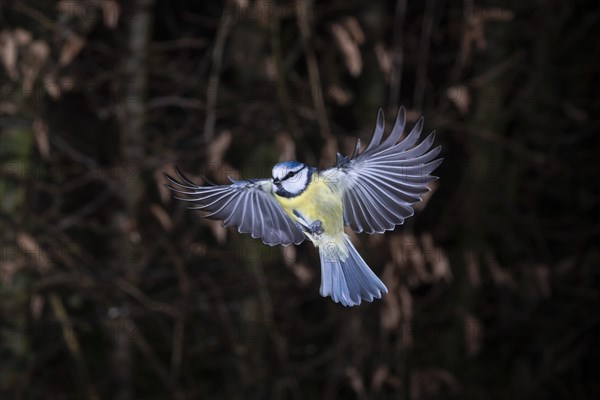 Blue tit
