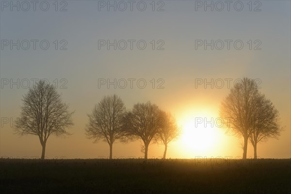 Deciduous trees in the fog at sunrise