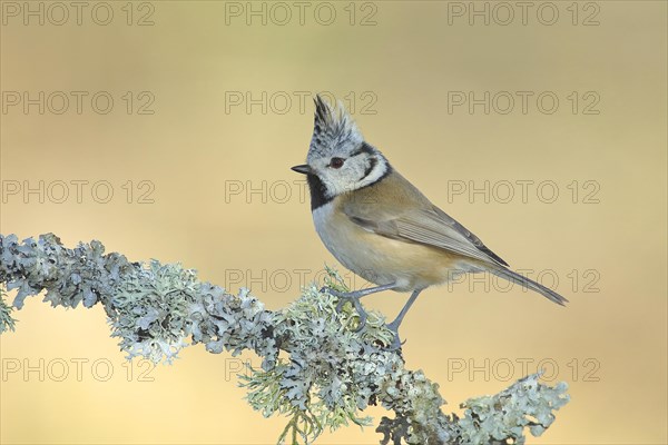 Crested tit