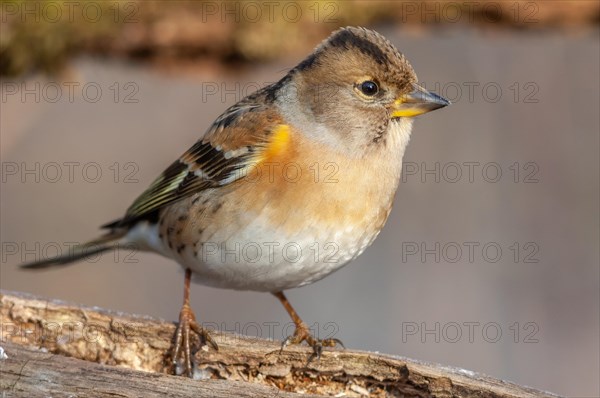 Brambling