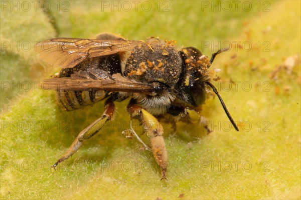 Garden woolly bee