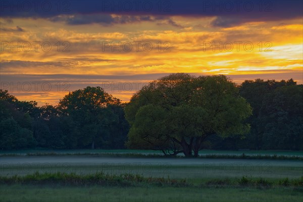 Meadow at sunset and ground fog in the nature reserve Duvenstedter Brook