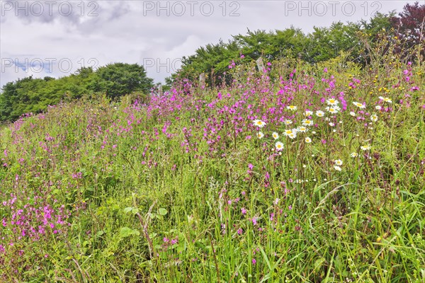 Lupins