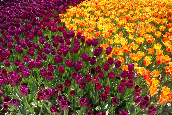 Blooming colorful tulip flowers in garden as floral background