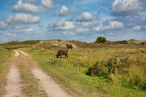 National park De Muy with dark brown Galloway cattle in the Netherlands on island Texel