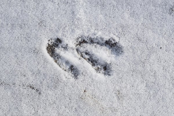 Close-up of footprints