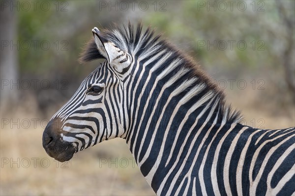 Plains Zebra of the subspecies crawshay's zebra