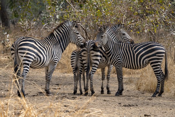 Plains Zebra of the subspecies crawshay's zebra